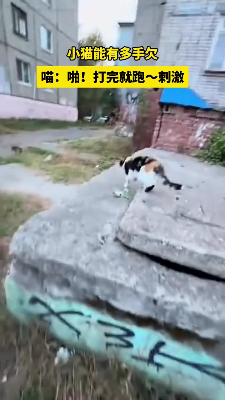 小猫能有多手欠喵：啪！打完就跑
