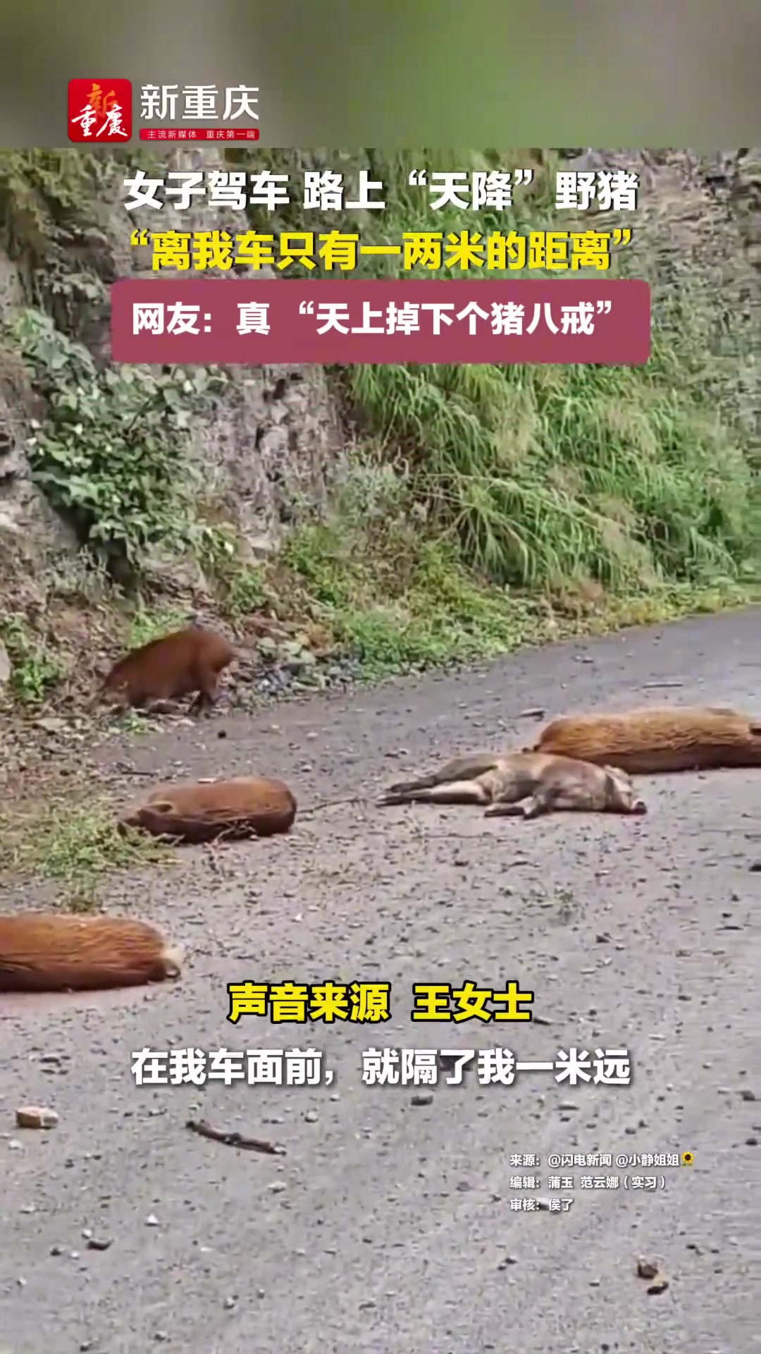 女子驾车，路上“天降”野猪，“离我车只有一两米的距离”