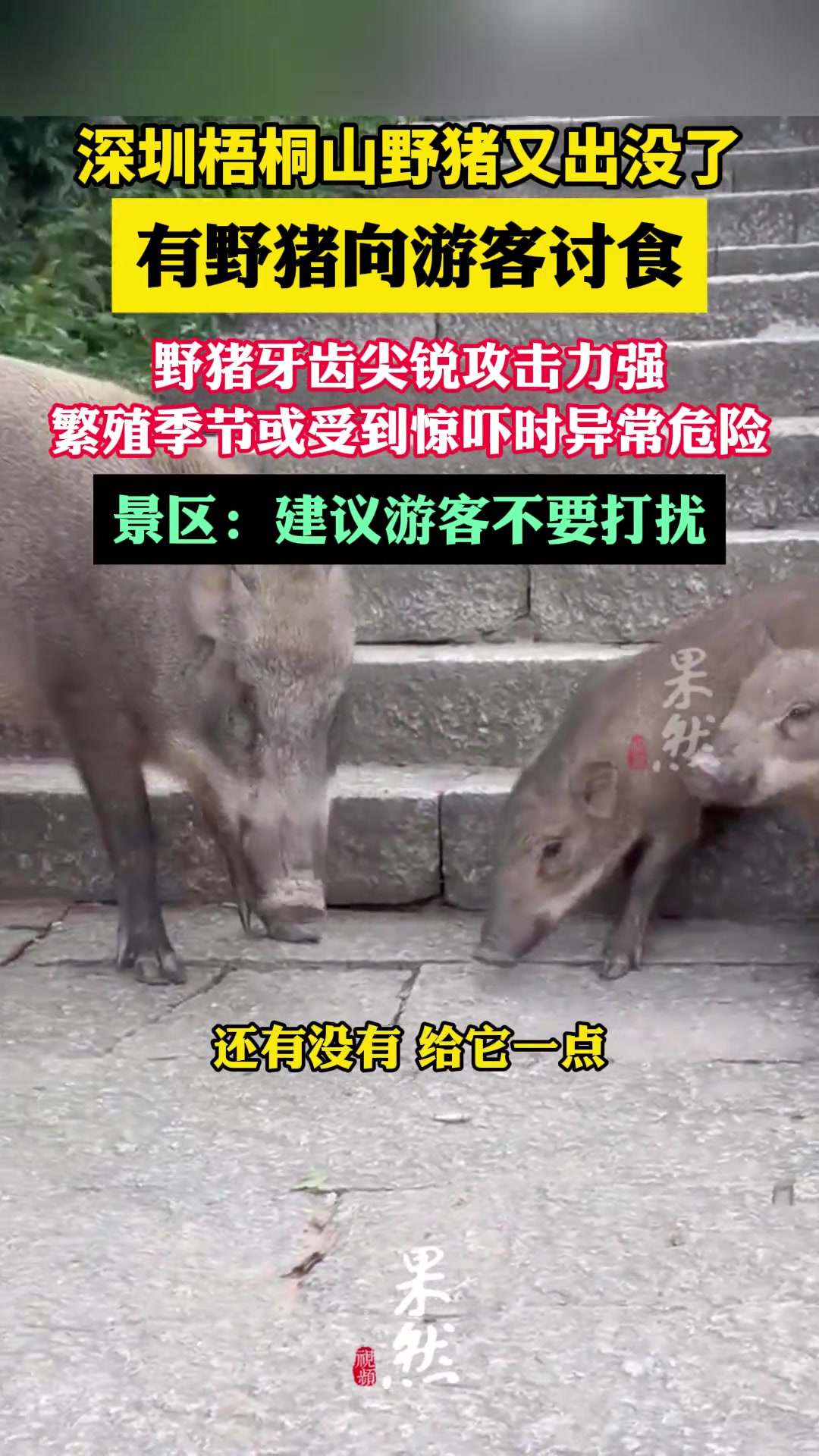 深圳梧桐山野猪开始向游客讨食
