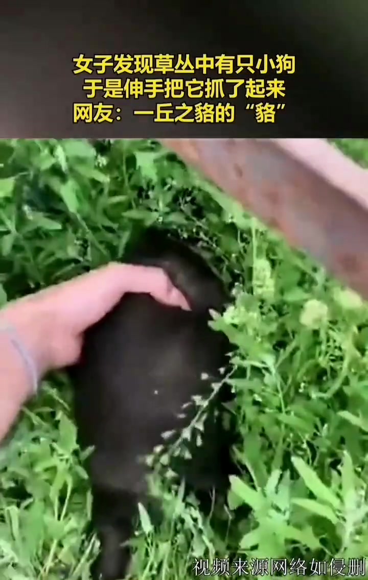 女子在草丛里发现一只“小狗”，就伸手去抓结果...