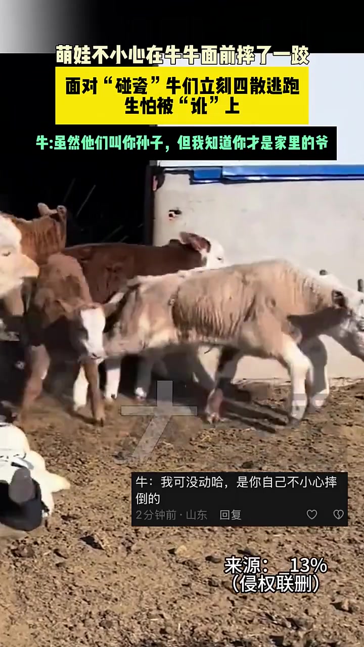 萌娃不小心在牛群面前摔了一跤，牛群立刻四散逃跑