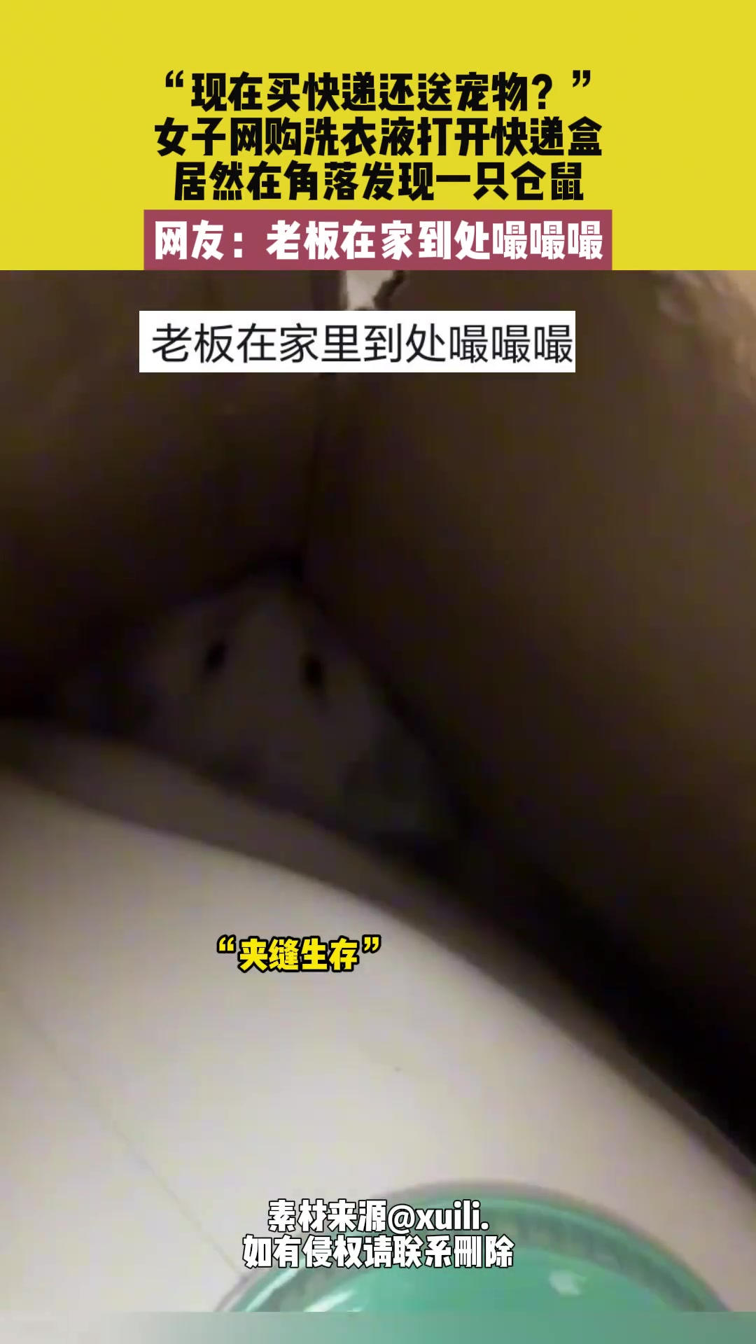 女子网购洗衣液打开快递盒，居然在角落发现一只仓鼠