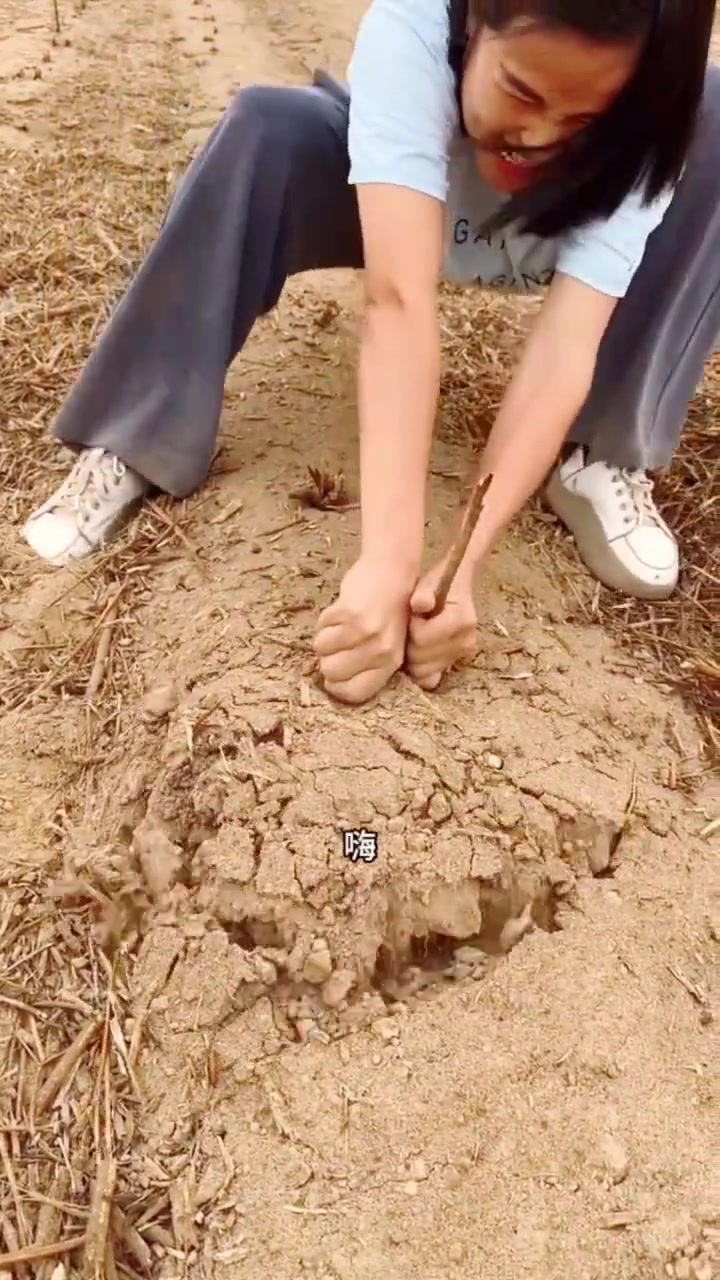 我们这里叫洋姜，你们那里叫什么呢
