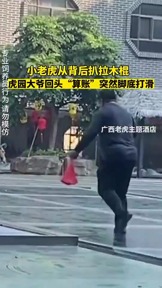 小老虎从背后拨弄木棍，虎园大爷转身“算账”时突然脚下一滑！