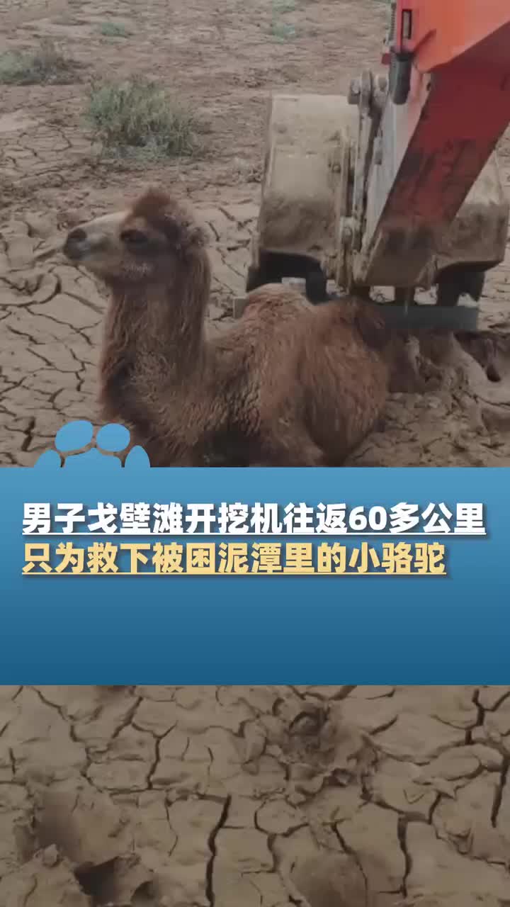 男子戈壁滩开挖机往返60多公里，只为救下被困泥潭里的小骆驼