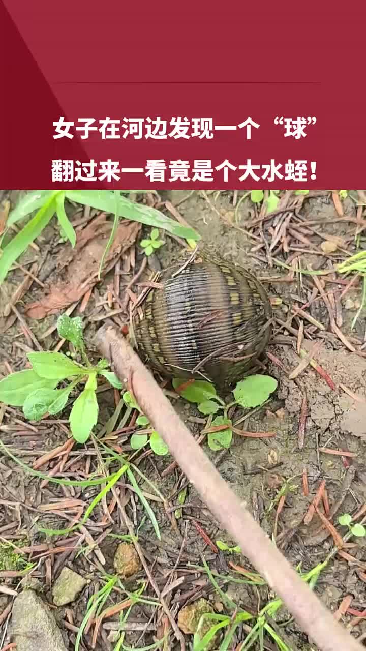 女子在河边发现一个“球”，翻过来一看竟是个大水蛭！