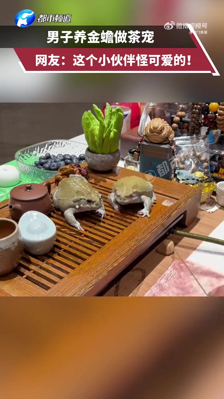 男子养金蟾当茶宠，这也太大只了