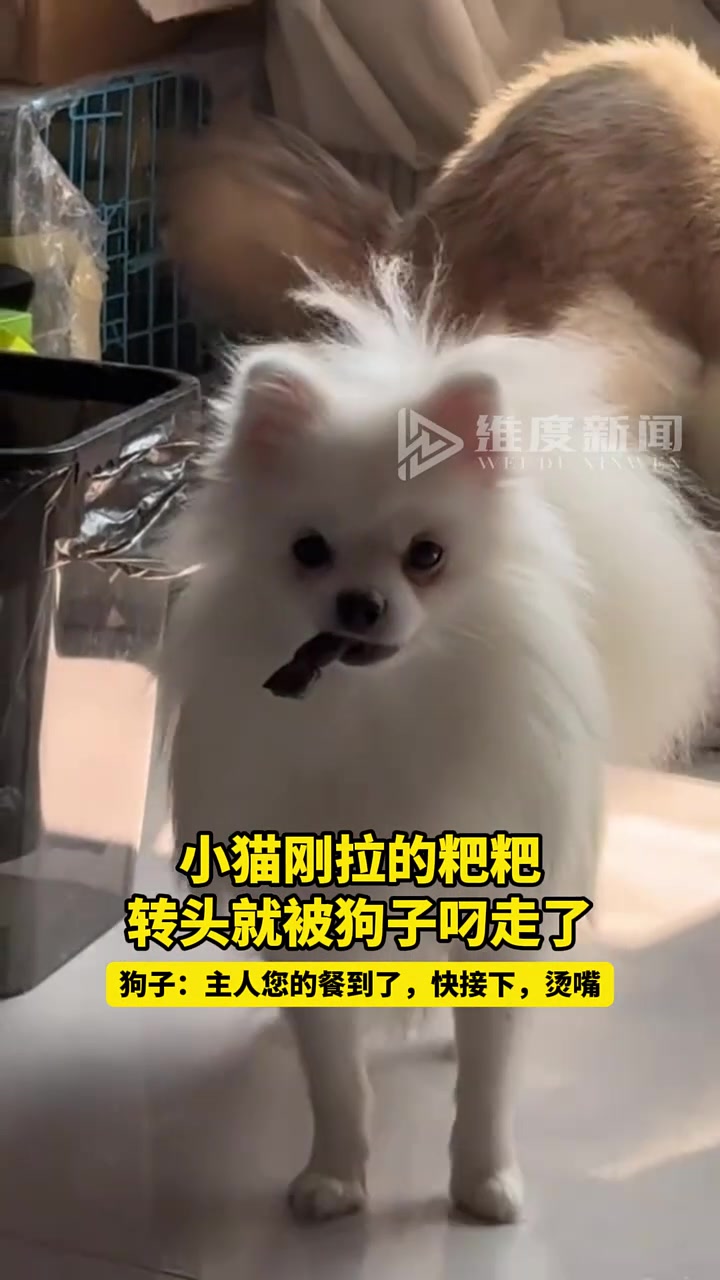 小猫刚拉的粑粑，转头就被狗子叼走了