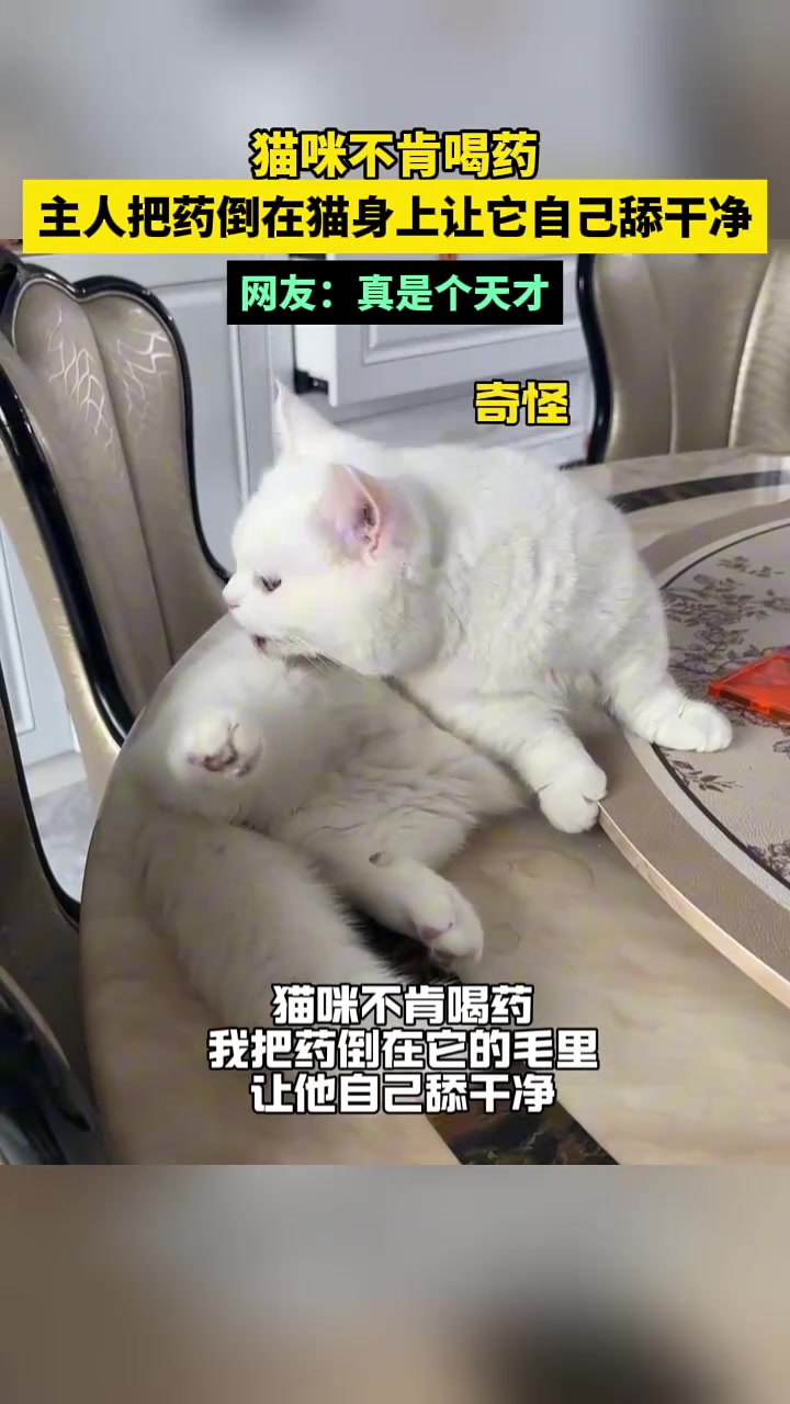 猫咪不肯喝药，主人把药倒在猫身上让它自己舔干净