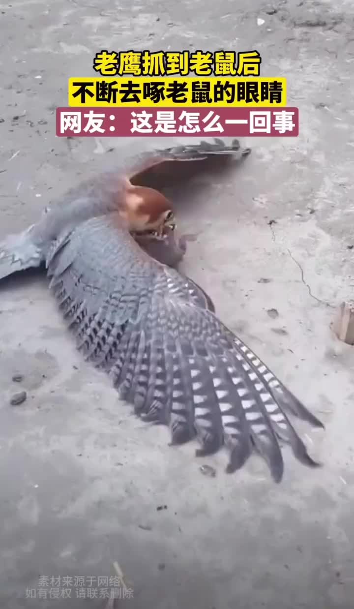 这只耗子也太大了吧