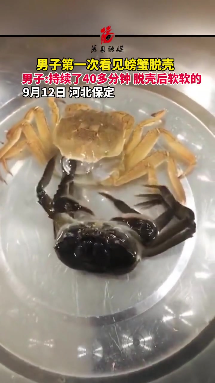 第一次看到螃蟹褪壳的