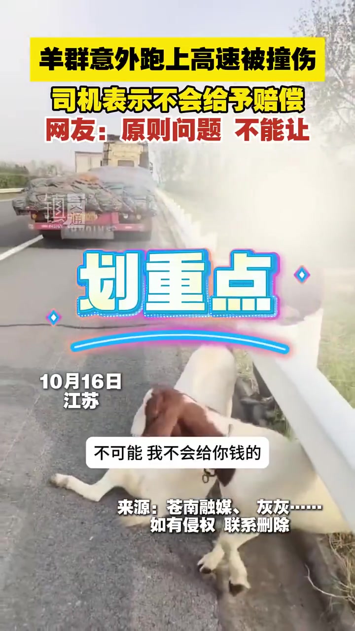 羊群意外跑上高速被撞伤，司机表示不会给予赔偿，原则问题！