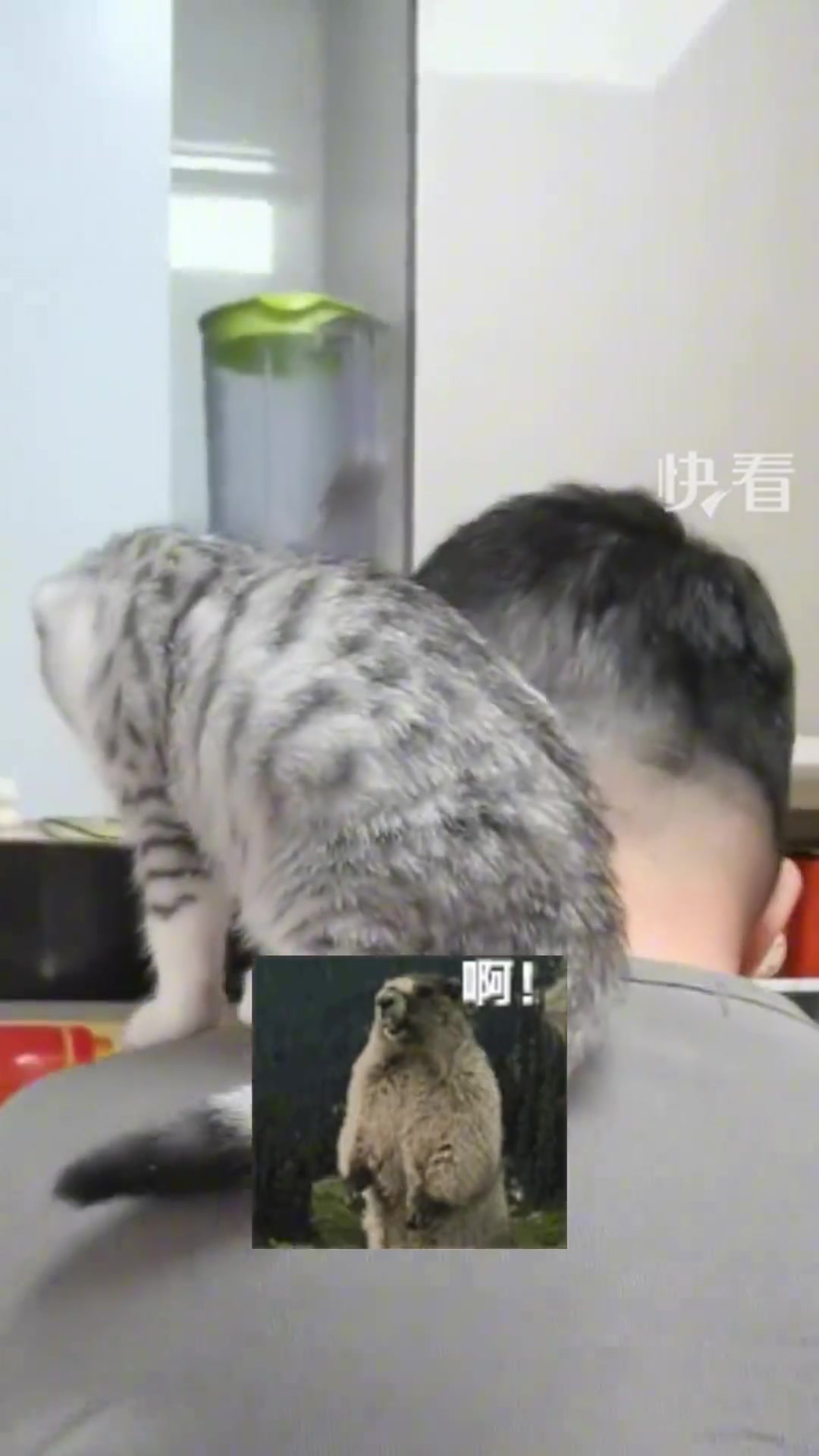 闺女哭着求来的猫咪，成了爸爸的小挂件煮面都要背着