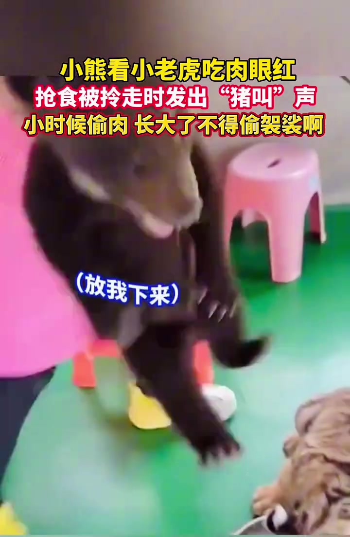 小熊和小老虎抢肉吃，被拎走时发出“猪叫声”