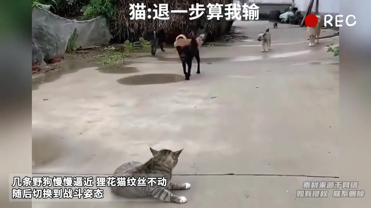几条野狗慢慢逼近狸花猫纹丝不动随后切换到战斗姿态