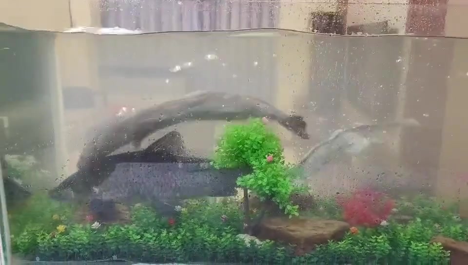 6斤的大青鱼没了我真的是服了这两个逆子！