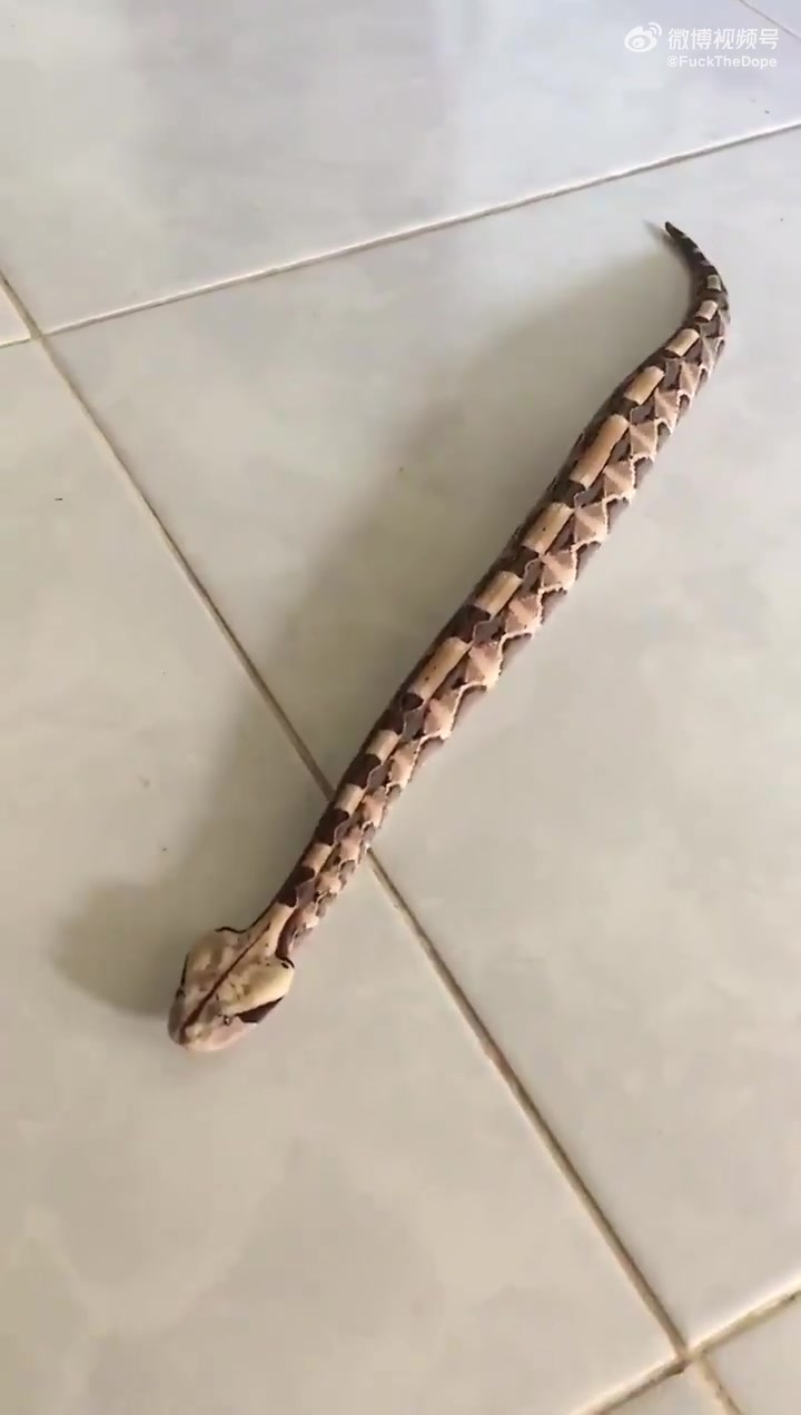 猪鼻蛇网友：这可是剧毒蝰蛇！