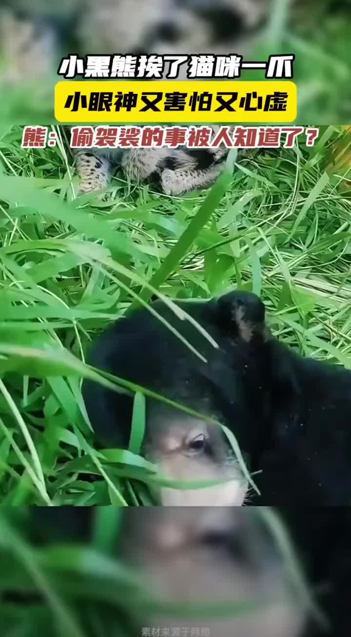 小黑熊挨了小猫咪一打，小眼神充满各种情绪