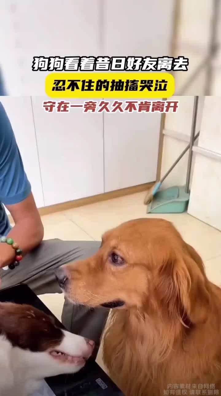 看到朋友离去，狗狗眼红抽泣