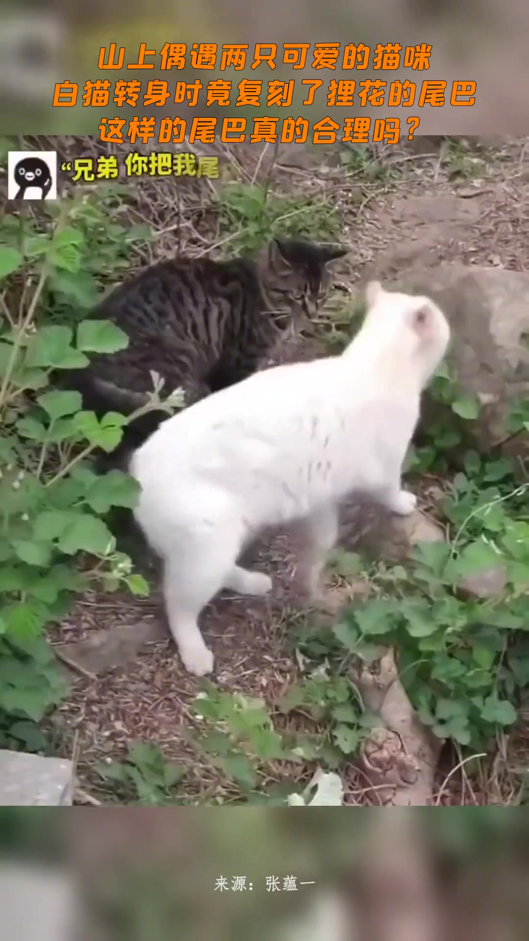 山上偶遇两只可爱的猫咪，白猫转身时竟复刻了狸花的尾巴