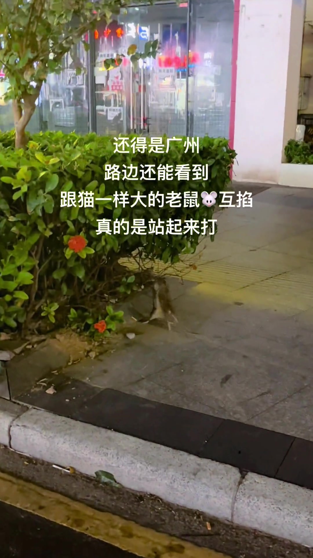 广州的老鼠都不怕人的，看它俩打好久了，就差上去劝架了