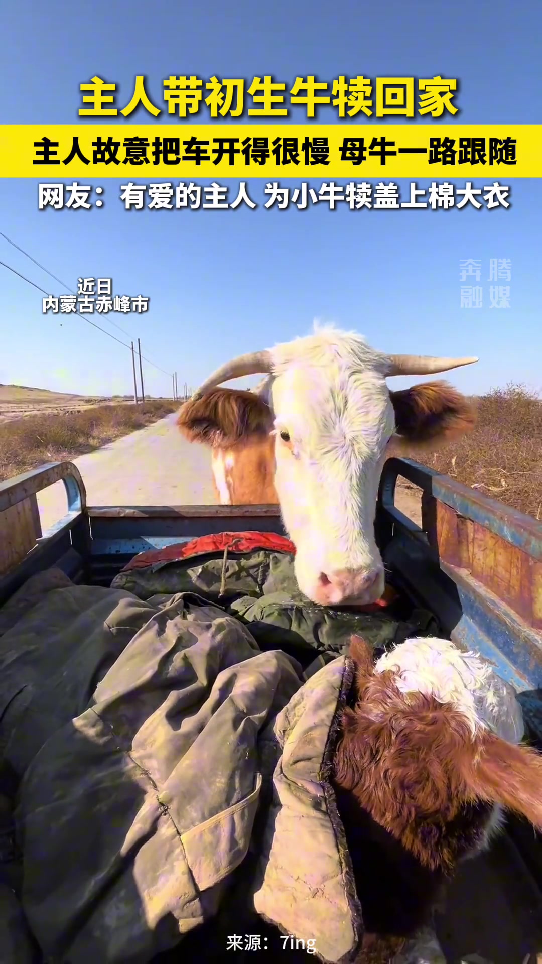 主人带初生牛犊回家主人故意把车开得很慢母牛一路跟随