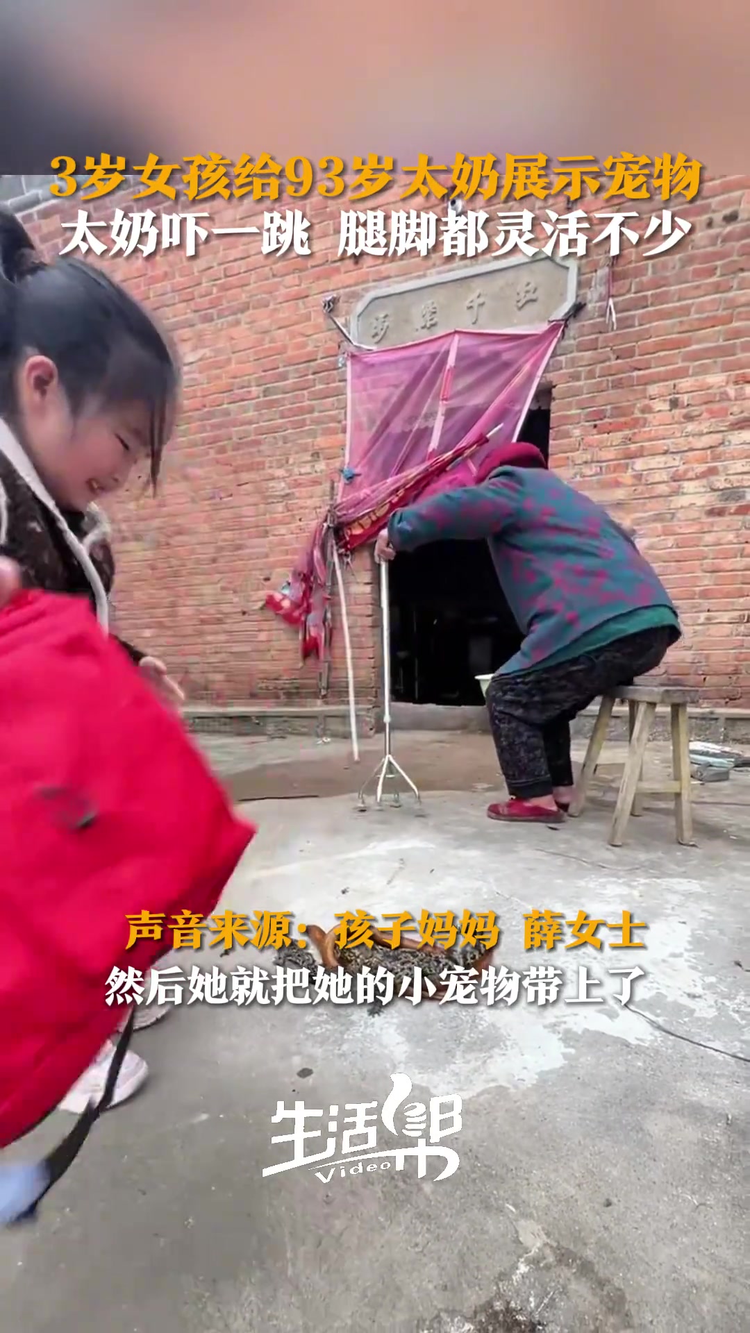 3岁女孩给93岁太奶展示宠物，给太奶吓得腿脚都灵活不少...