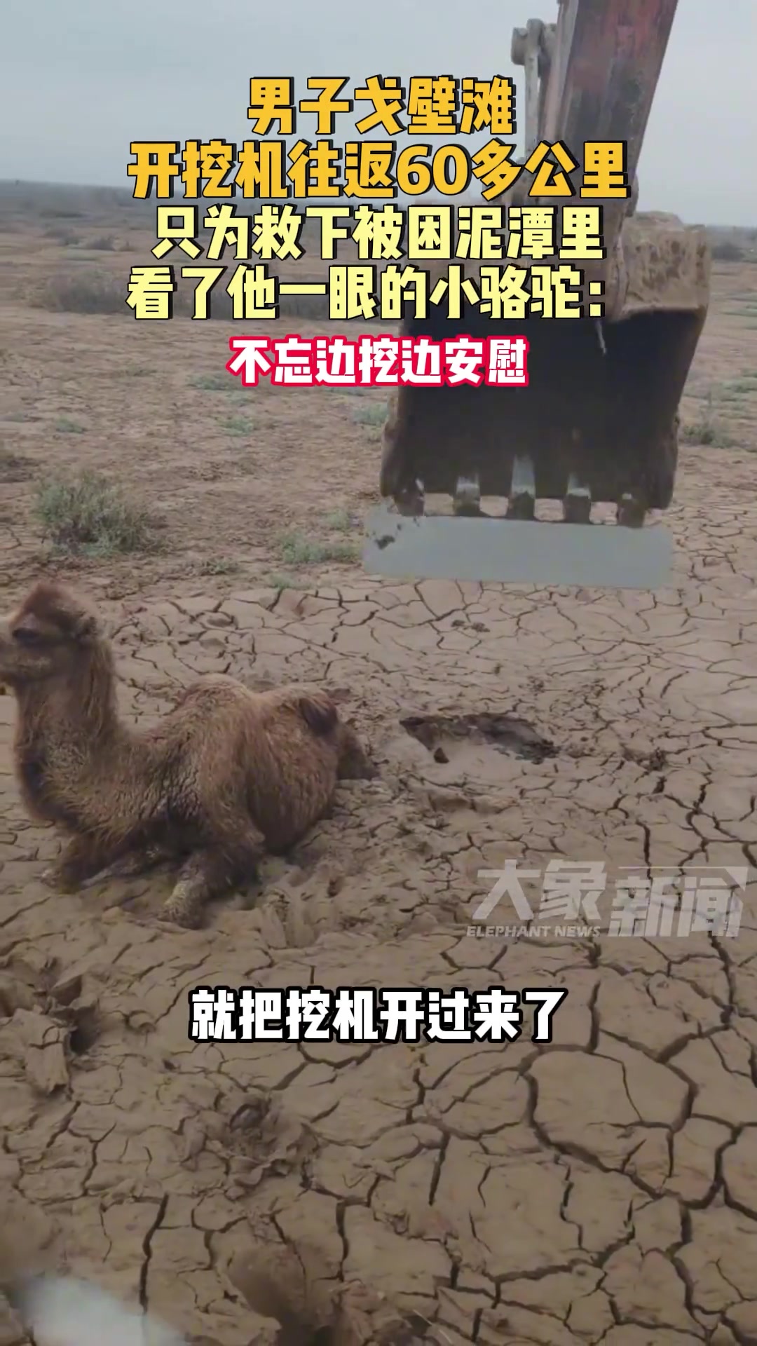 男子戈壁滩开挖机往返60多公里，只为救下被困泥潭里的小骆驼