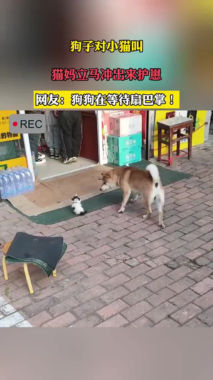 狗子对小猫叫，猫妈妈立马冲出来护崽！！！