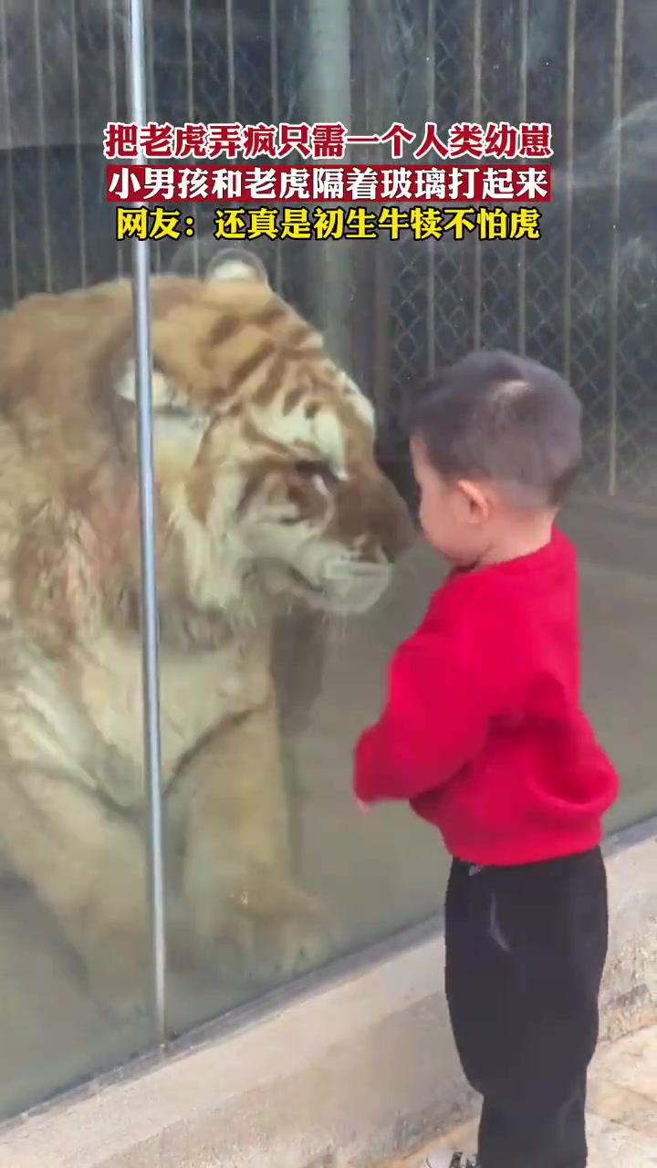 把老虎弄疯只需一个人类幼崽
