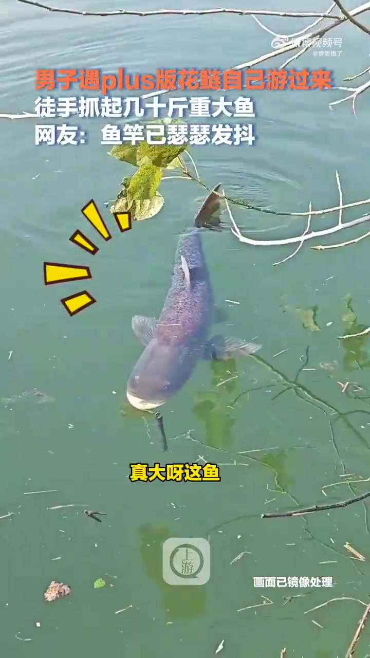 这么大的鱼！不过这鱼吃了不会伤脑子吧