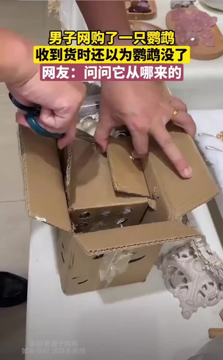 网购的鹦鹉这样包，不闷的慌吗
