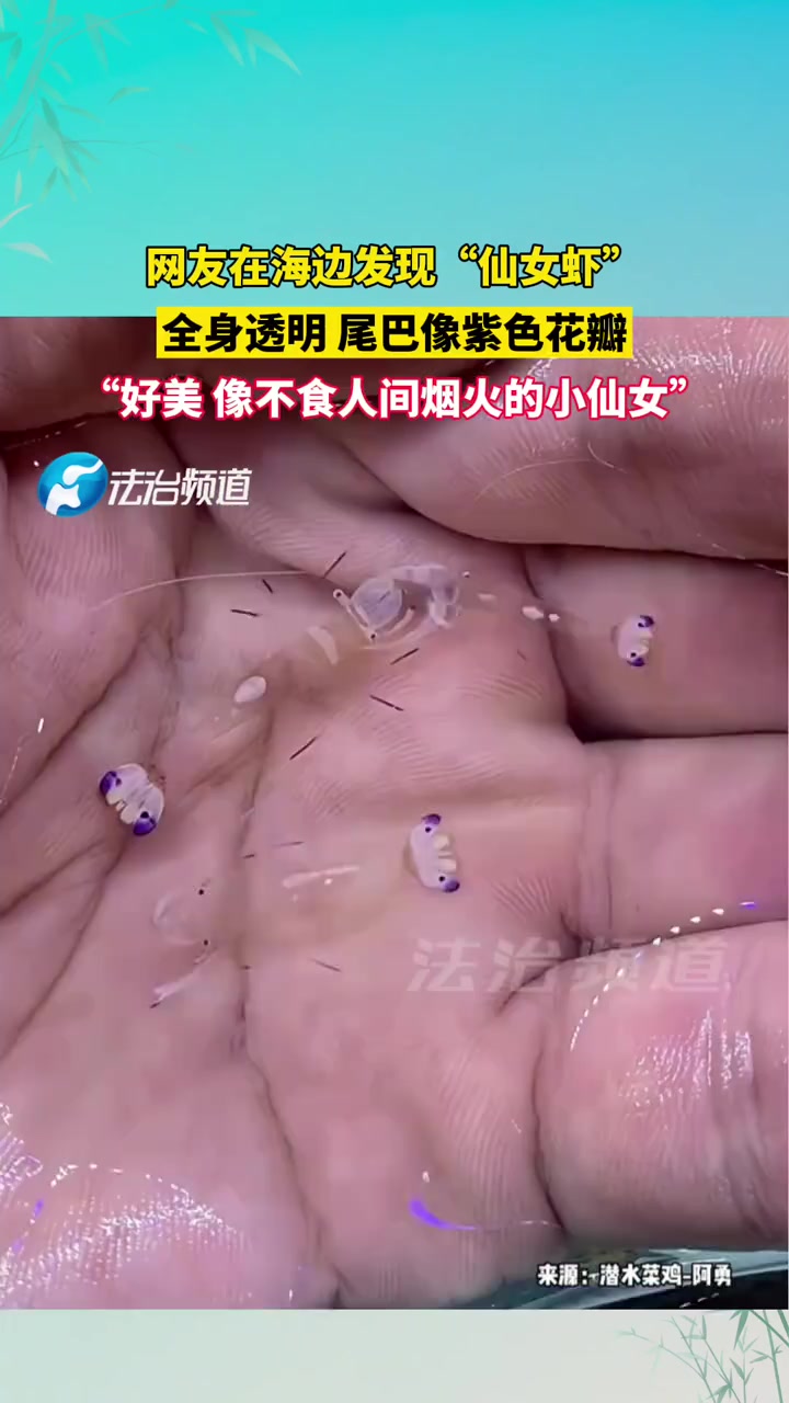 网友在海边发现“仙女虾”全身透明尾巴像紫色花瓣