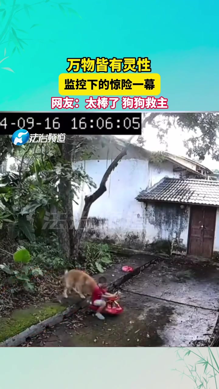 万物皆有灵性，监控下的惊险一幕