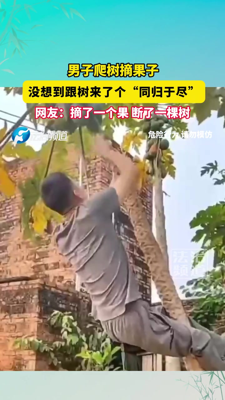 男子爬树摘果子，摘一颗果，断了一颗树