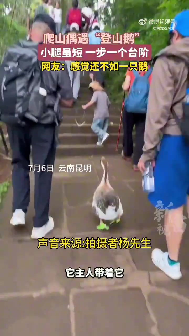 爬山偶遇登山鹅，一步一个台阶