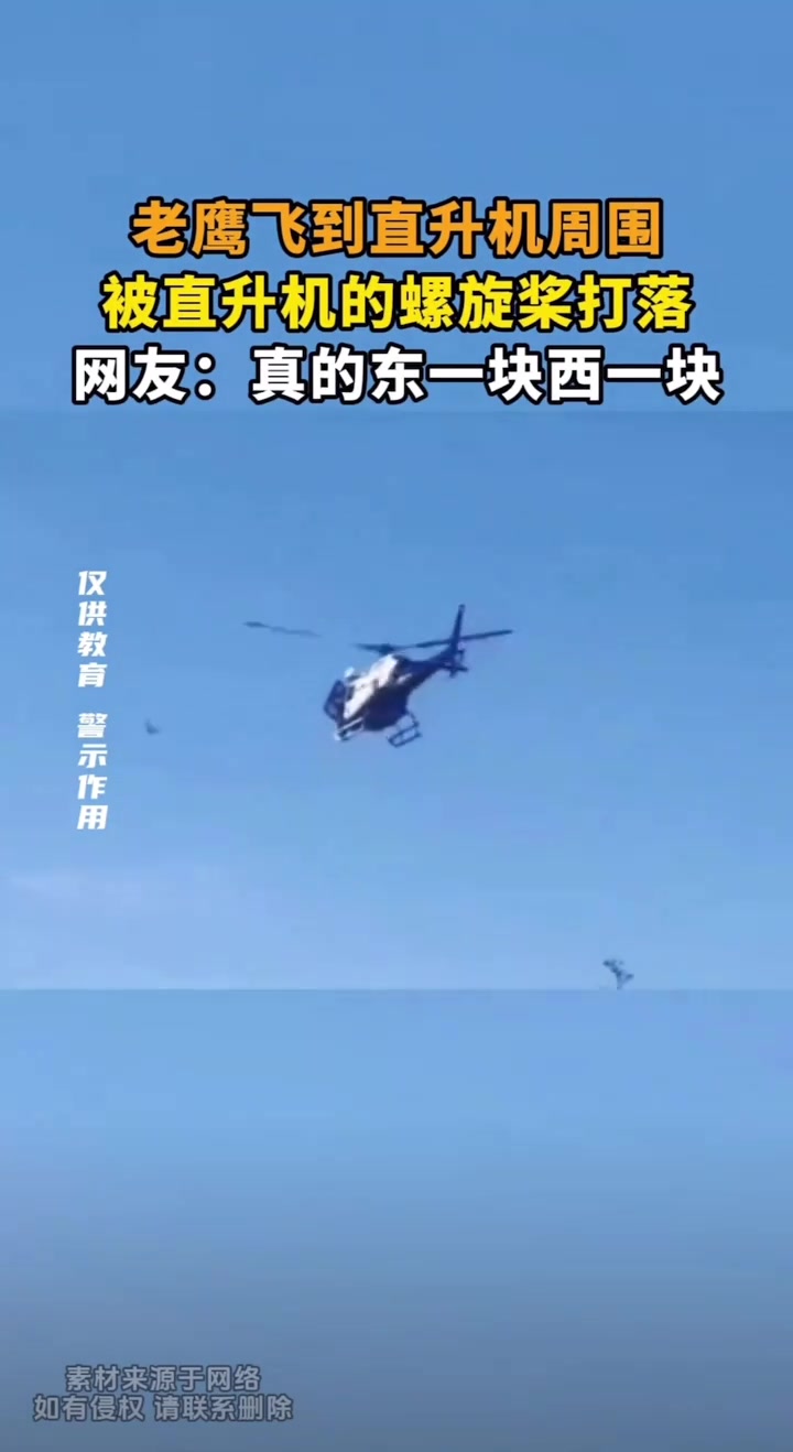 鹰击长空，落入海中