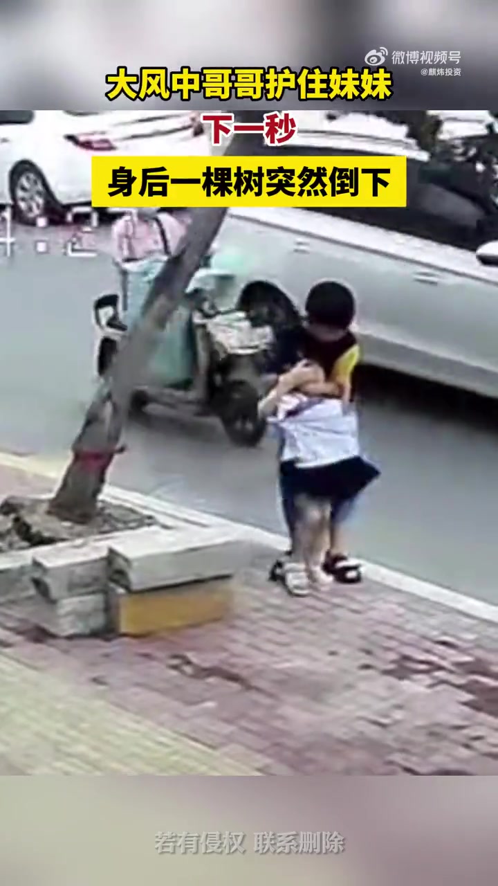 大风中哥哥护住妹妹，下一秒，身后一棵树突然倒下！