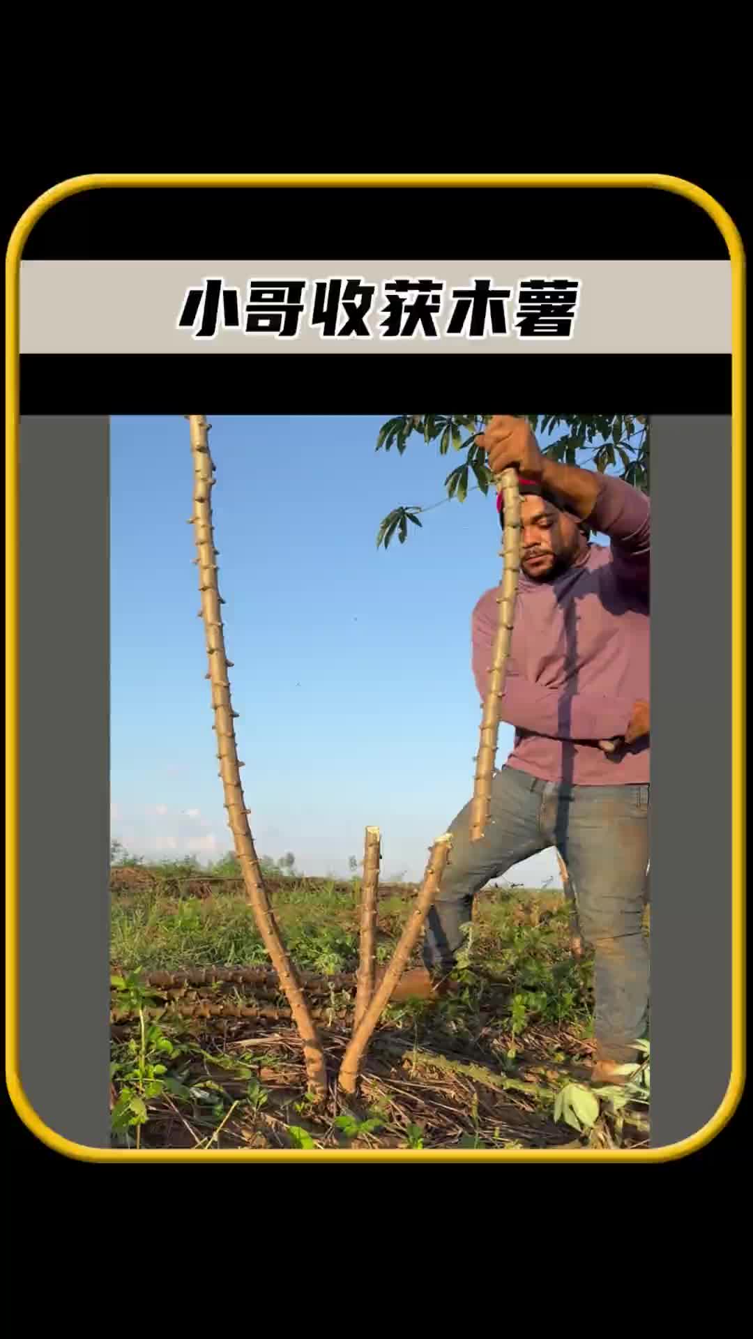 原来木薯是这样采集的