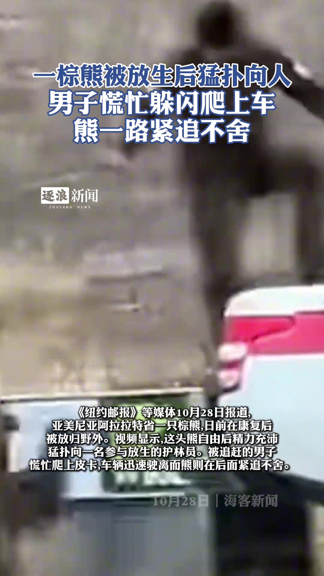 一棕熊被放生后猛扑向人