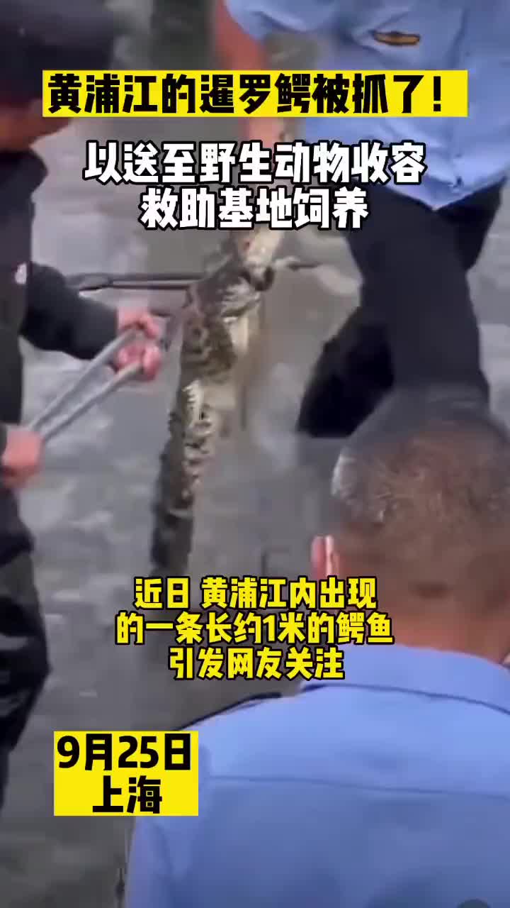黄浦江发现一条暹罗鳄，已抓获并送至野生动物收容救助基地饲养
