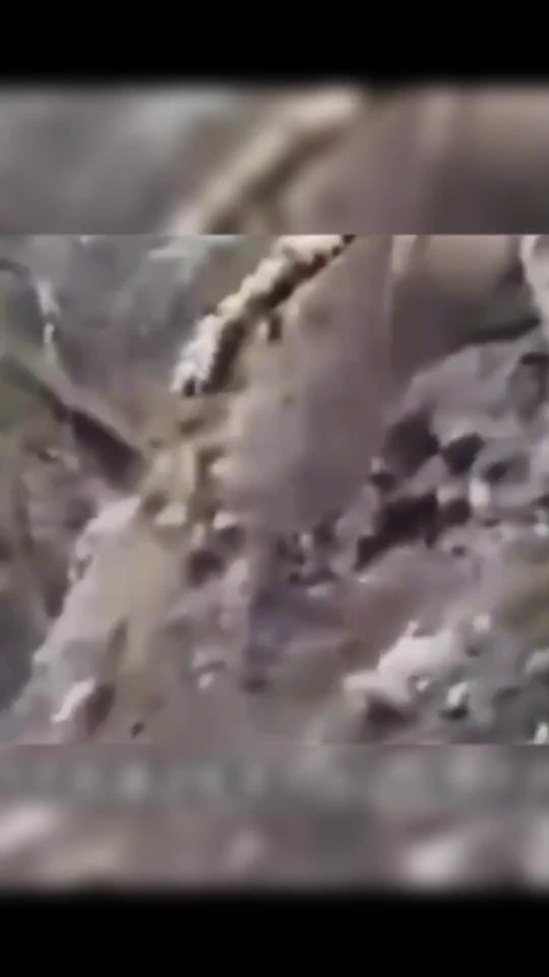 头羊受惊吓带错路，近百只山羊接连跳崖坠亡