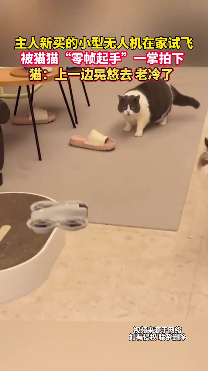 主人新买的小型无人机在家试飞，被猫猫零帧起手一掌拍下