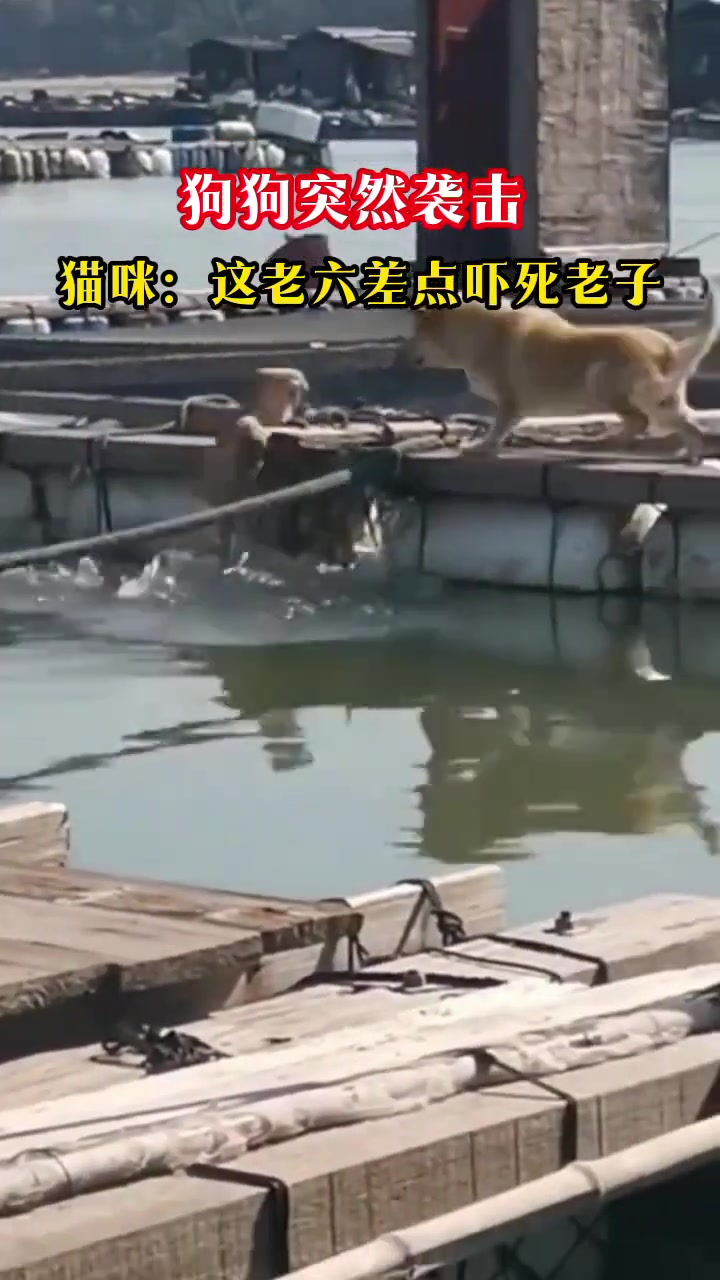 狗狗突然袭击，猫咪：吓死我了