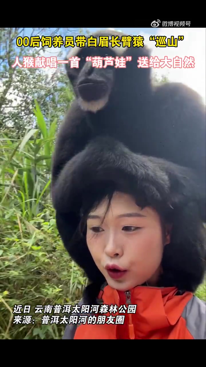 人猴献唱一首“葫芦娃”，你别说，你还真别说，还挺“好听”