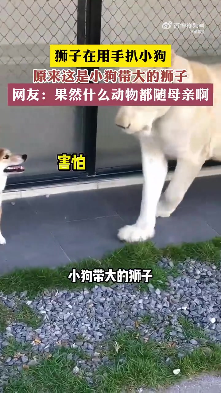狮子在用手扒小狗，原来这是小狗带大的狮子！
