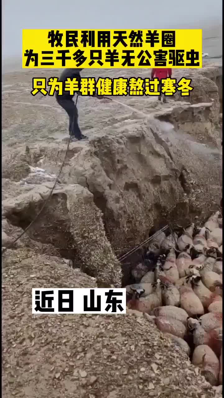牧民利用天然羊圈围住羊群，帮其驱虫