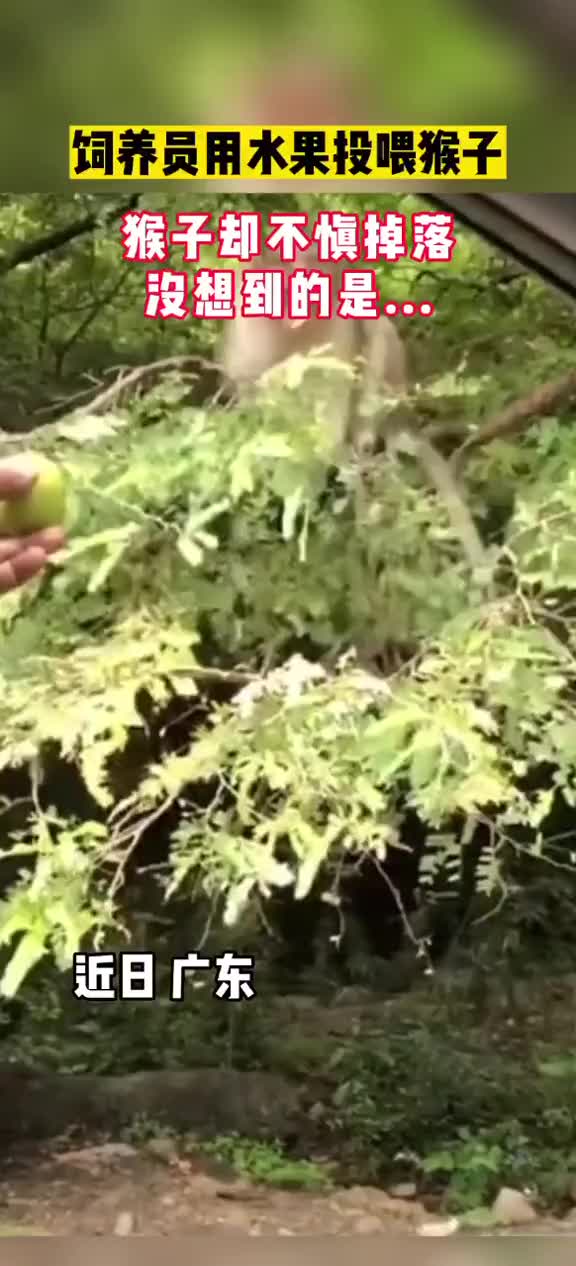 饲养员用水果投喂猴子，猴子却不慎跌落
