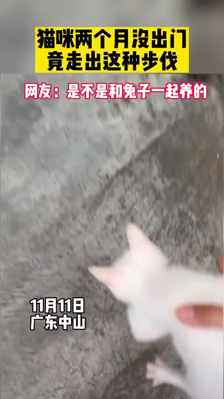这猫是不是和兔子一起养的