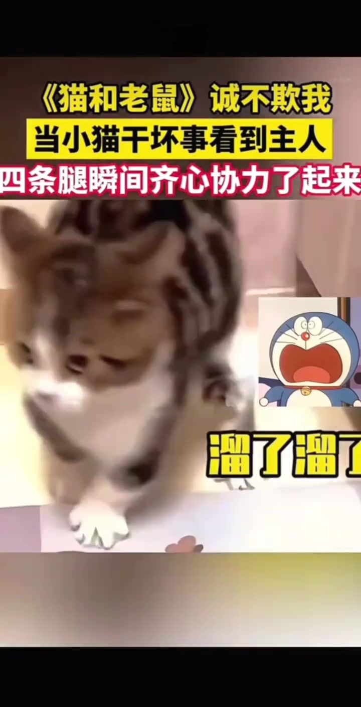 猫和老鼠诚不欺我
